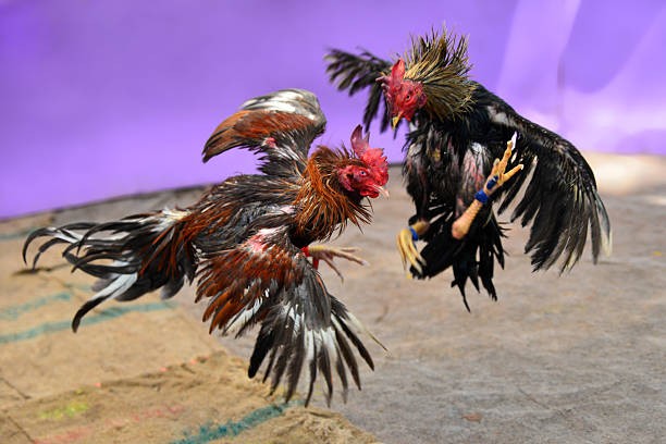 Click image for larger version

Name:	cockfight.jpg?s=612x612&amp;w=0&amp;k=20&amp;c=YClaojulzcDdspjtrwlHunzCUT-eDP0MvaV0N6kXULA=.jpg
Views:	5
Size:	60.6 KB
ID:	167672
