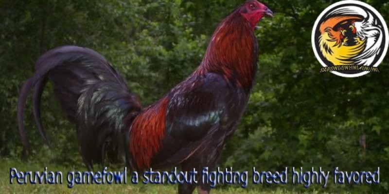 Click image for larger version

Name:	Peruvian-gamefowl-a-standout-fighting-breed-highly-favored.jpg
Views:	6
Size:	72.8 KB
ID:	223132