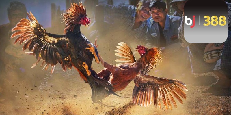 Click image for larger version

Name:	The-thuc-thi-dau-va-dat-cuoc-cua-da-ga-Thomo-BJ388.jpg
Views:	4
Size:	92.7 KB
ID:	225639