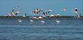 Click image for larger version

Name:	800px-Chilika_Bhubaneswar.me_20181215225655.jpg
Views:	107
Size:	71.7 KB
ID:	18945